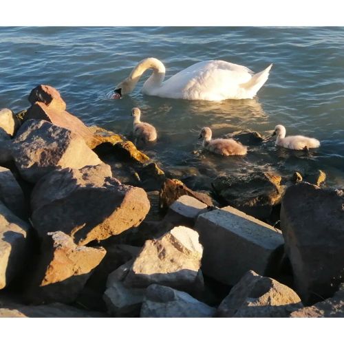 Napsugárház Apartman Balatonfűzfő