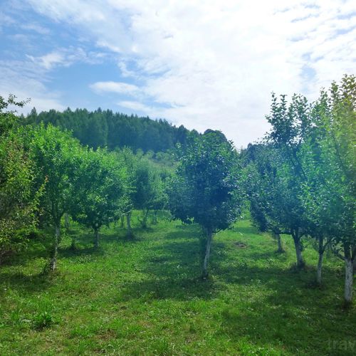 Pensiunea Livada cu meri Lădăuți