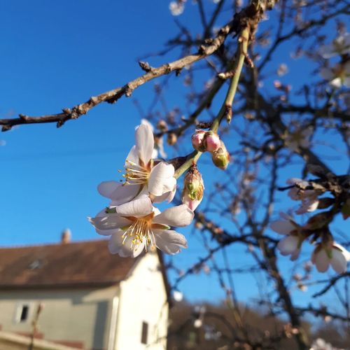 Kéknefelejcs Vendégház Tapolca-Diszel