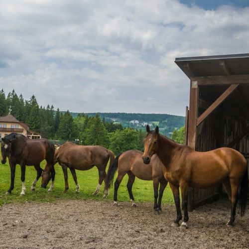 Hotel Elsyn dvůr Zdíkov – Zdíkov, Česká republika