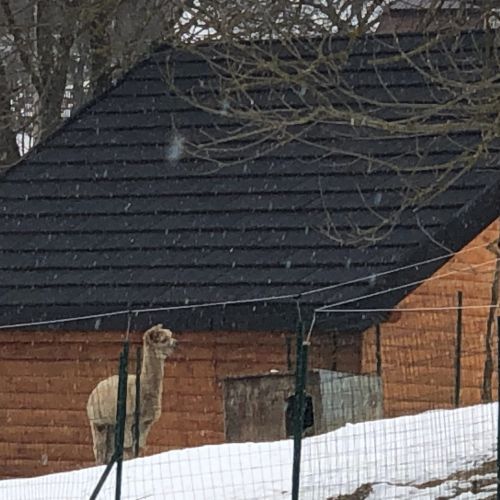 Domeniul Valea Lupilor - Pensiunea Valea cu Struți Șirnea – Șirnea, România