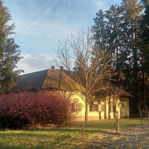 Erdei Tündérlak Somogysimonyi