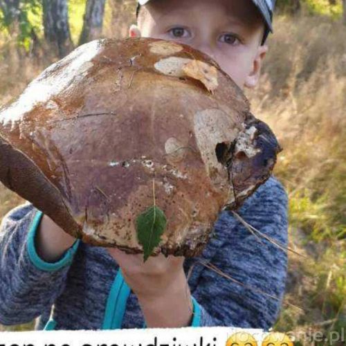 Pokoje Gościnne Aris Wojnicz – Wojnicz, Polonia