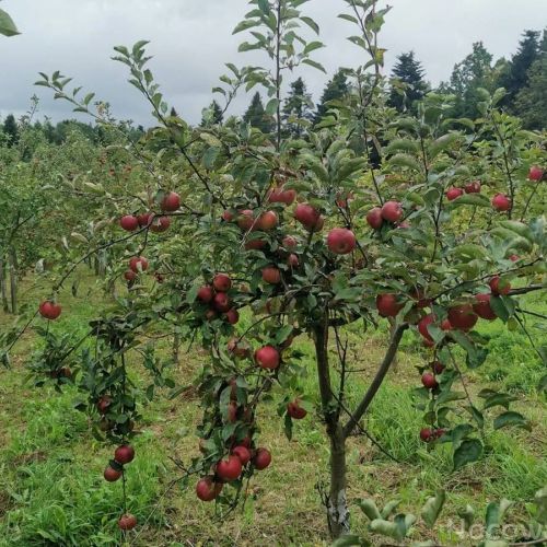 Agro Eko Zacisze Kęty – Kęty, Polonia