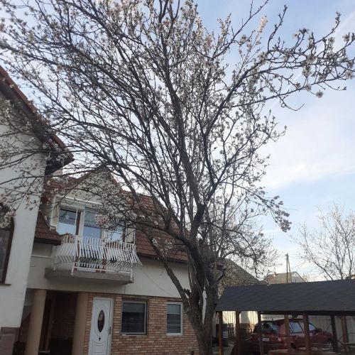 Mandulafa Apartman Balatonalmádi