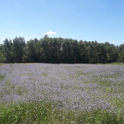 Agroturystyka Leśny Zakątek Dziewięcierz – Dziewięcierz, Polsko