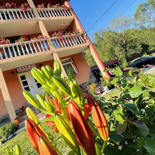 Pensiunea Delia Izlaz