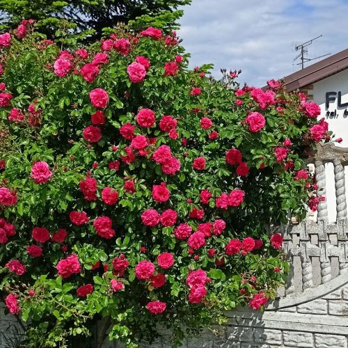 Flauta Apartamenty Rodzinne Mielenko – Mielenko, Polsko
