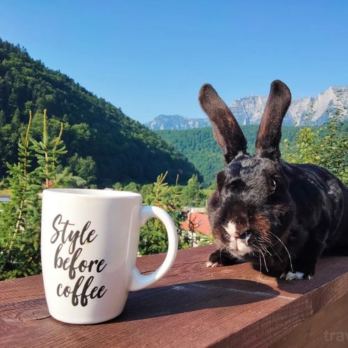 Casa de oaspeți Doi Iepuri Azuga