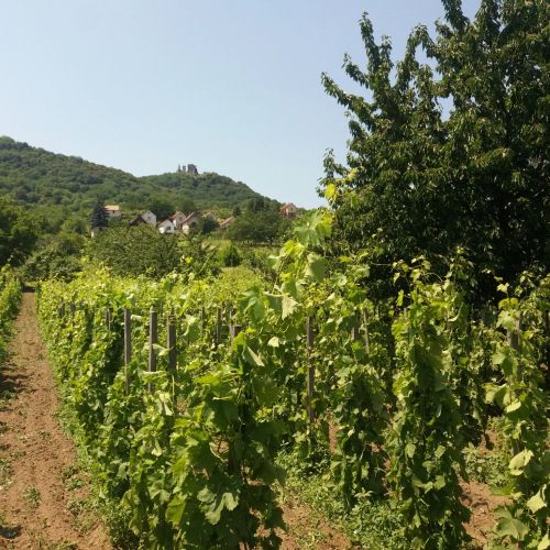 Somló Kincse Vendégház Doba – Doba, Ungaria