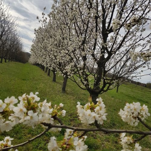 Cseresznyésház-Csendesház Szenna