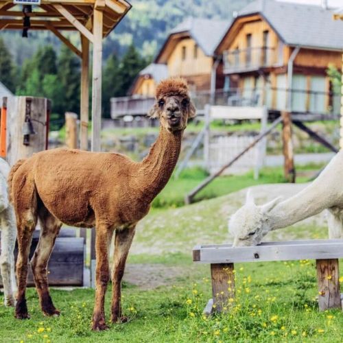 Alpenchalet Alpakablick Sankt Georgen am Kreischberg