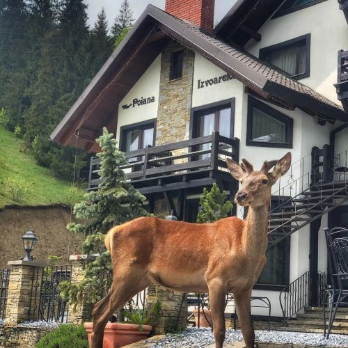 Pensiunea Poiana Izvoarelor Vatra Dornei