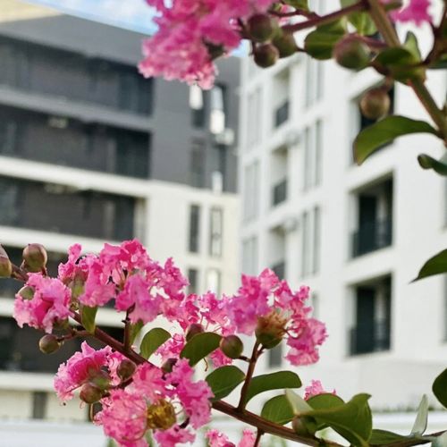 Modern Apartment in Timișoara