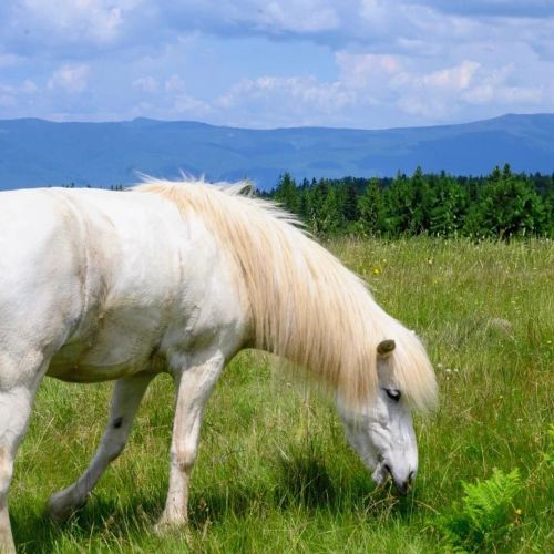 Casa de vacanță Hestur Ivo Izvoare – Izvoare, România
