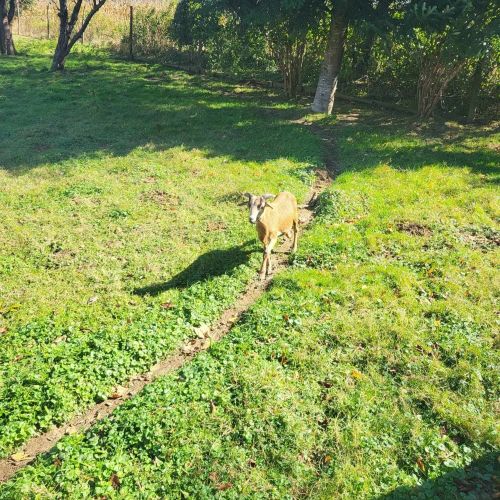 Birsalmafa Vendégház Bajánsenye – Bajánsenye, Ungaria