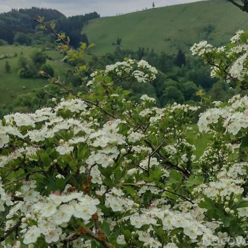 Otuleni Lasem Duszniki-Zdrój – Duszniki-Zdrój, Polonia