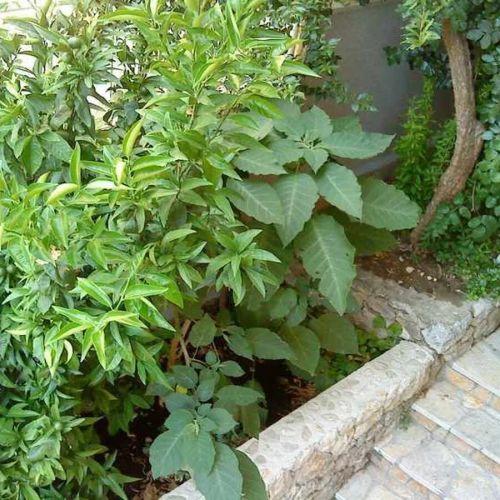 Apartments Bor Makarska – Makarska, Croația