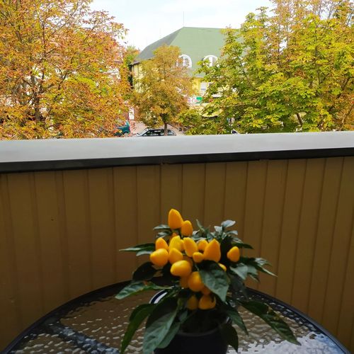 Chili Apartman Harkány