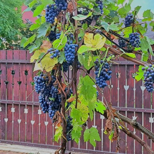 Patakparty Lak Szilvásvárad – Szilvásvárad, Ungaria