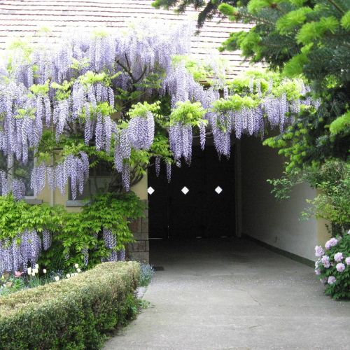 Lila Akác Vendégház Drégelypalánk