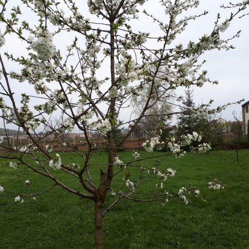 Pensiunea Cionca Gilău – Gilău, România
