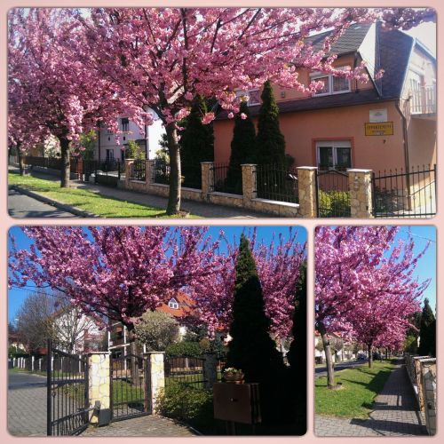 Szécsényi Apartman Hévíz – Hévíz, Ungaria