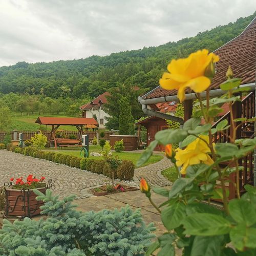 Pensiunea Olimpia Tibod