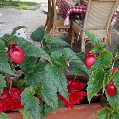 Casa de vacanță Căsuța Verde Gura Humorului – Gura Humorului, România