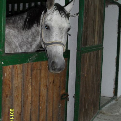 Silver Horse Ranch Békés – Bichiş, Ungaria