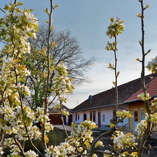 Rigófütty Vendégház Tiszaalpár – Tiszaalpár, Ungaria