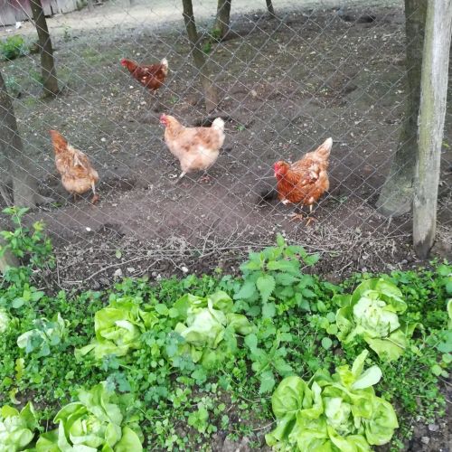 Kisaranyos Vendégház Velemér – Velemér, Maďarsko