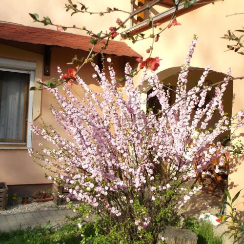 Rózsa Vendégház Szálka