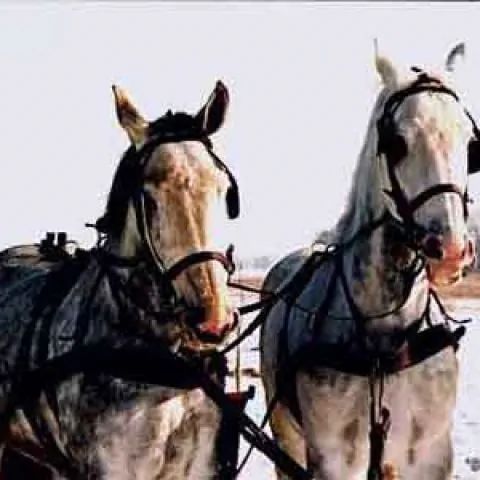 Ośrodek "Stajnia Liljówka" Stęszewko