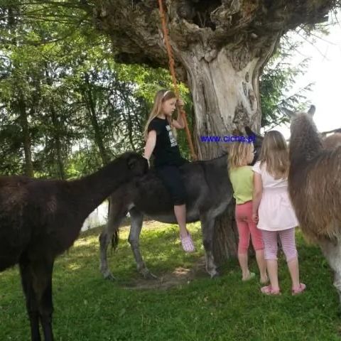 Pokoje gościnne w Brodnicy Brodnica