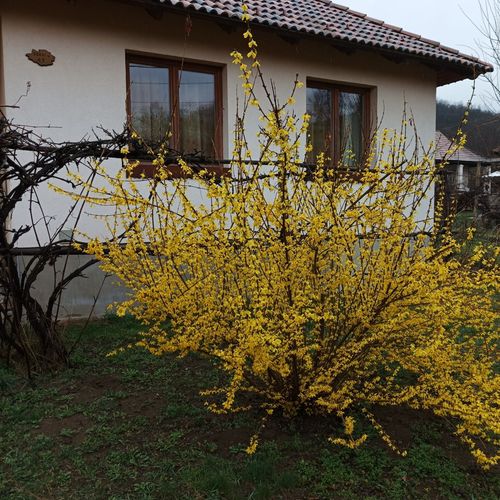 Apartament întreaga unitate cu vedere spre pădure cu 5 camere pentru 16 pers.