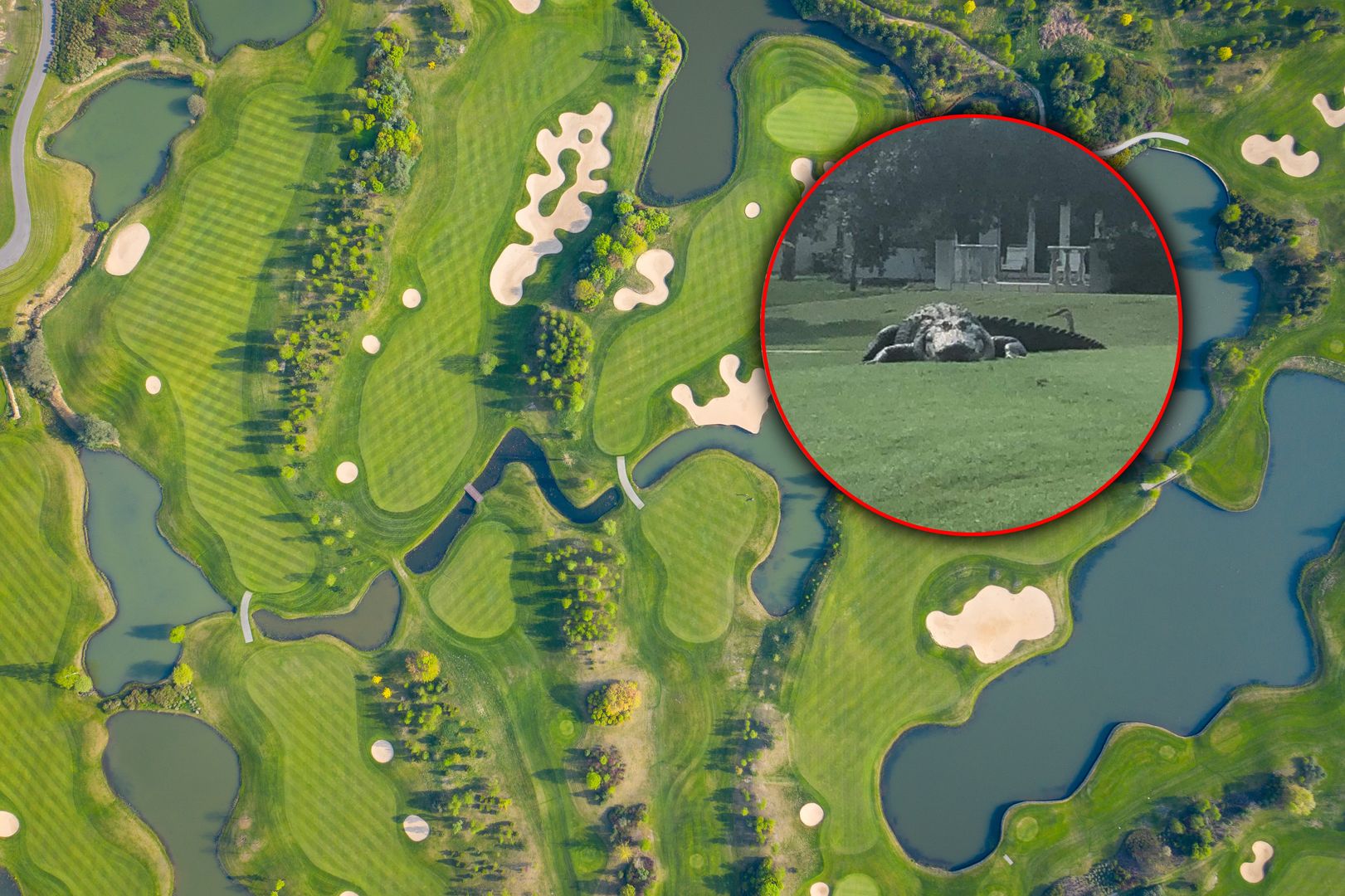 Jurassic Park in Florida? Massive alligator spotted on golf course ...