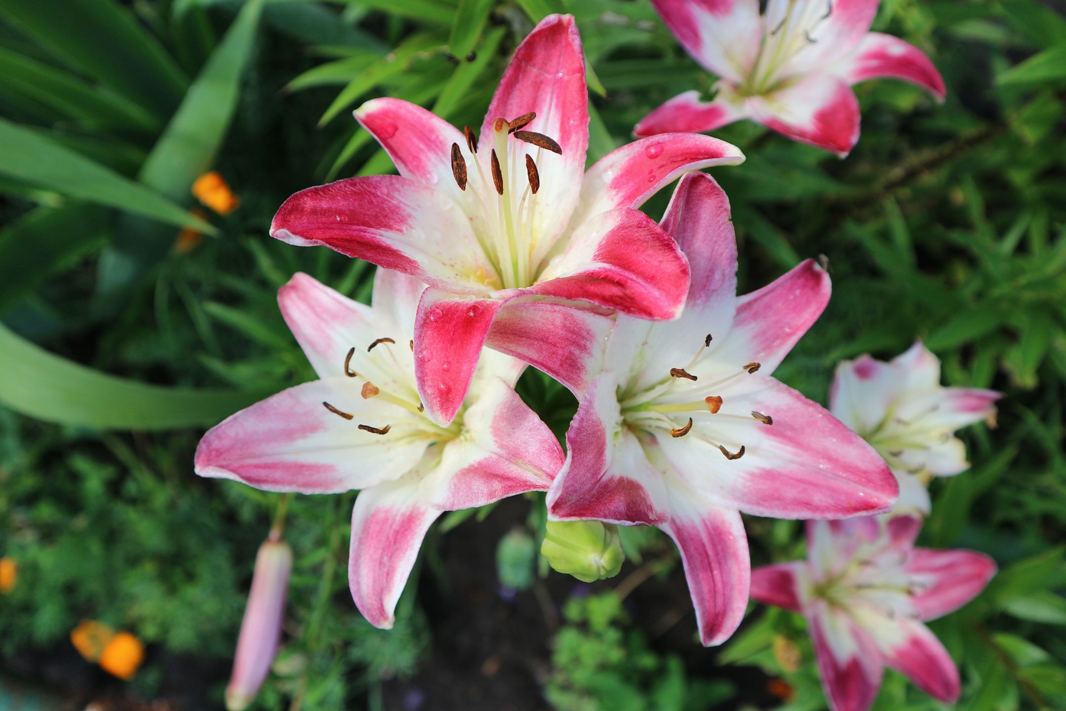 Flower finesse Ensuring your lilies rebloom season after season