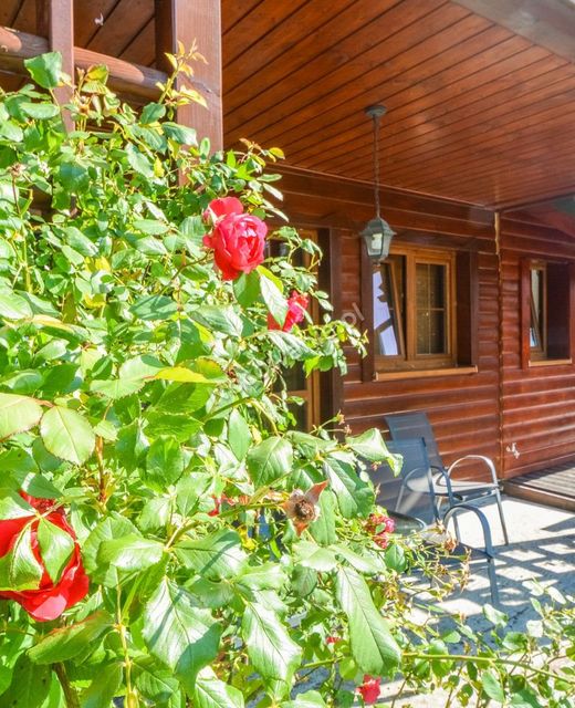 Kocisówka