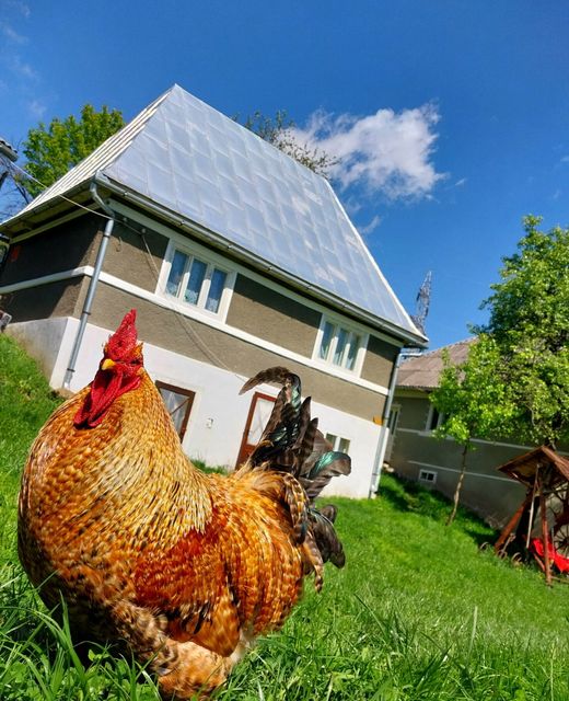 Cabana Mountain Sanctuary Holiday Roșia Montană