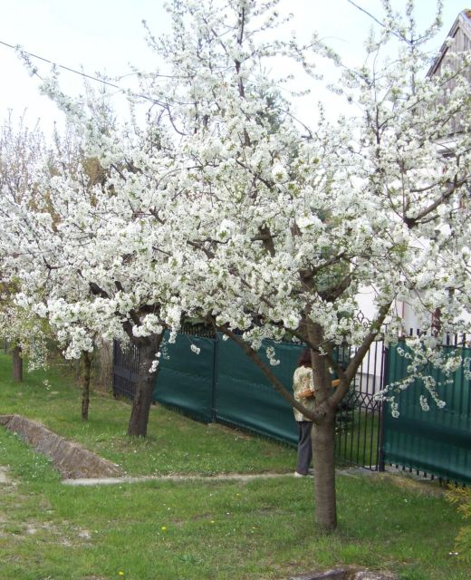  Nefelejcs Apartman Fertőhomok