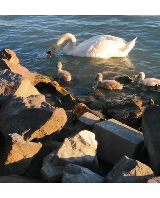 Napsugárház Apartman Balatonfűzfő