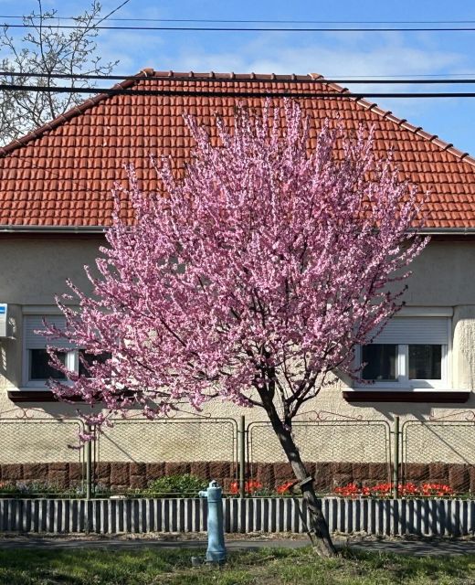 Diána Vendégház Poroszló