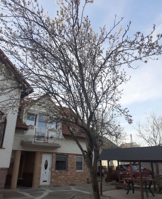 Mandulafa Apartman Balatonalmádi