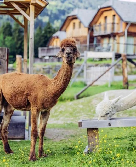 Alpenchalet Alpakablick Sankt Georgen am Kreischberg
