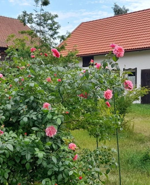 Apartament Ostoja Kamionki