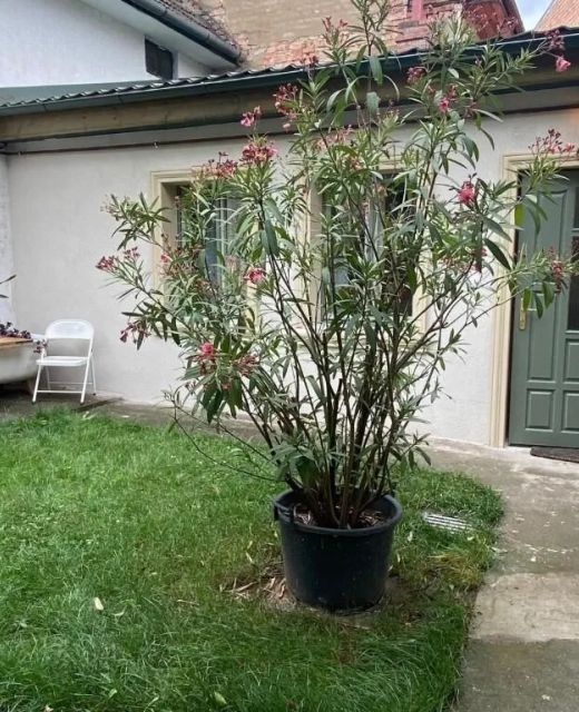 Urban Oasis Guesthouse Târgu Mureș