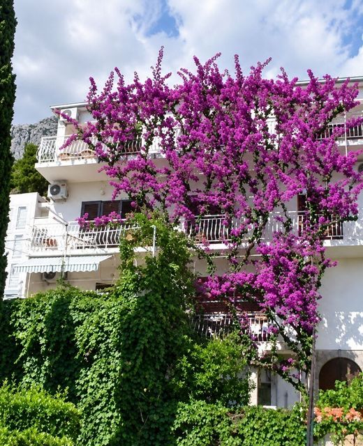 Apartments Josip II Baska Voda