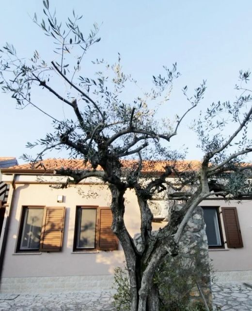 Apartments Sea view Melita Monterosso Crveni Vrh