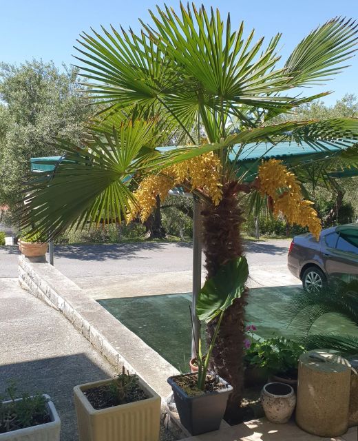 Apartments and Room Anica i Marko Supetarska Draga